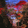大原野神社
