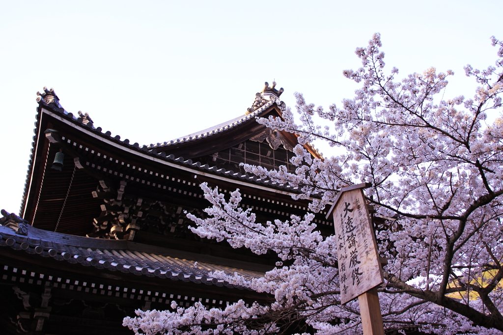 南禅寺 桜