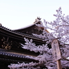 南禅寺 桜