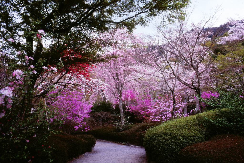 カラフル天龍寺