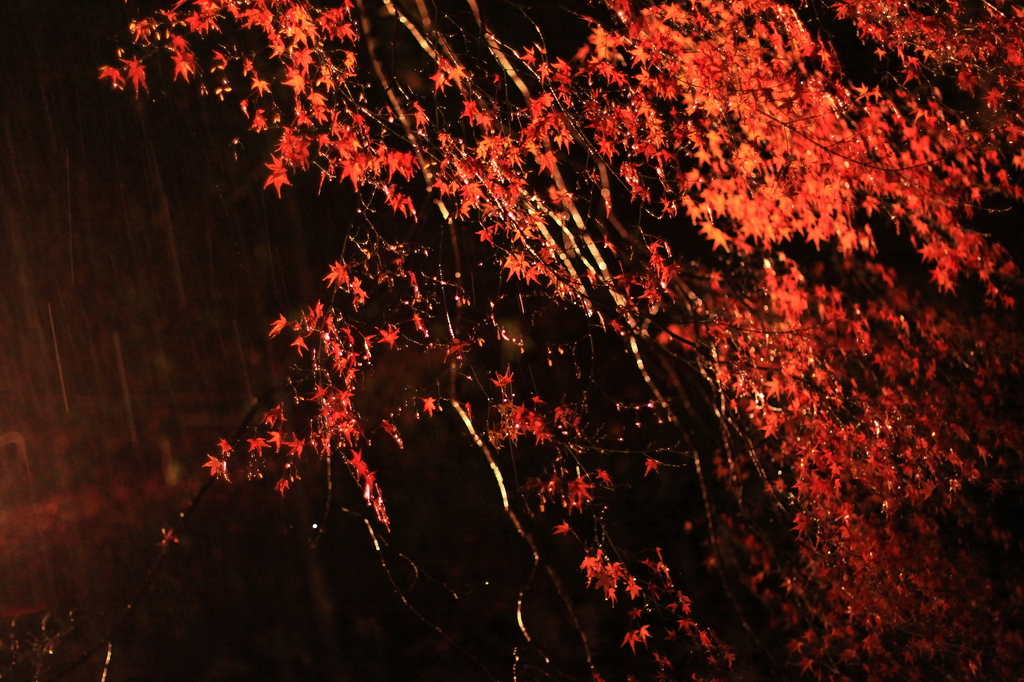 雨の紅葉