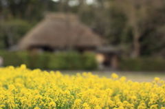 菜の花と落柿舎