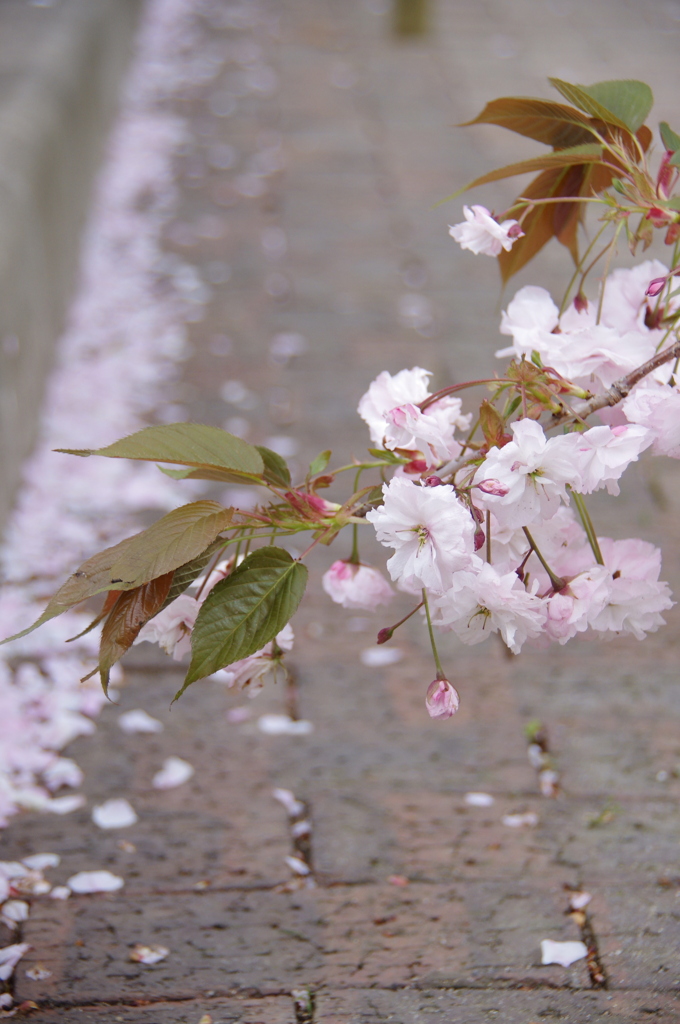 桜の事情