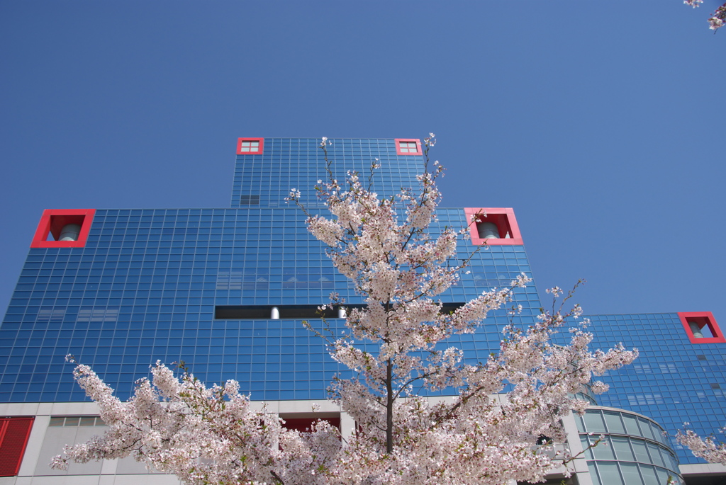 cherry blossom in the sky