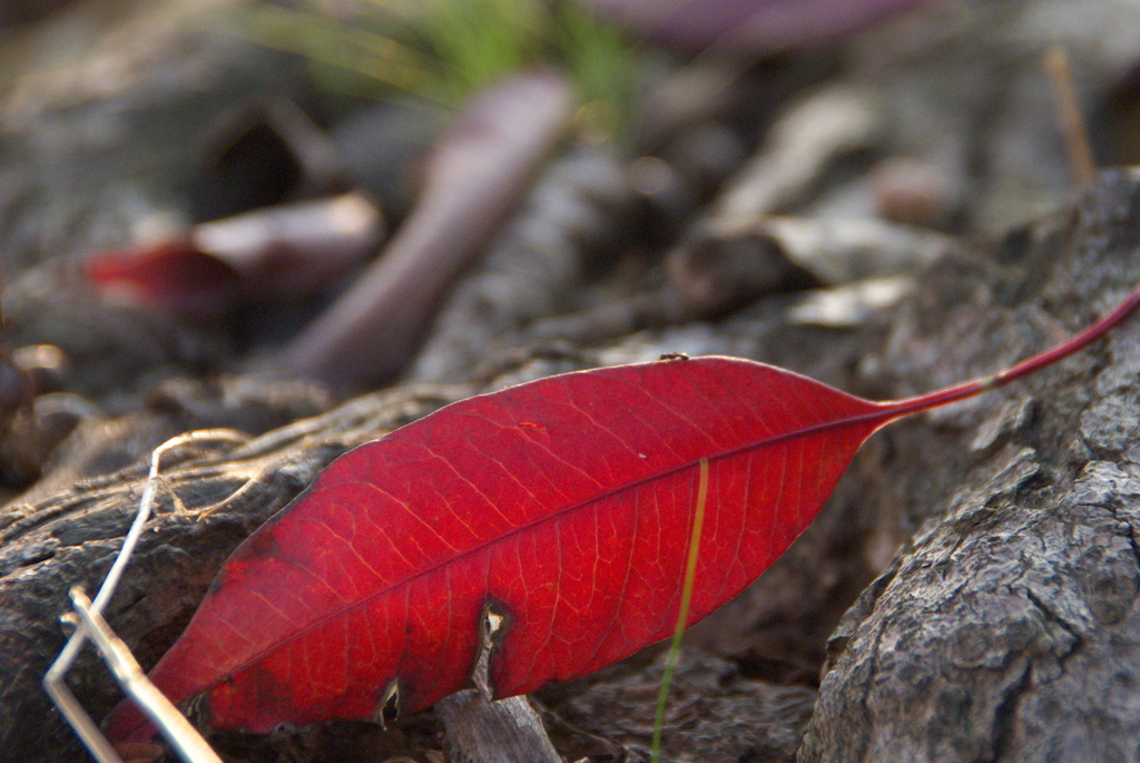 アリの紅葉狩り