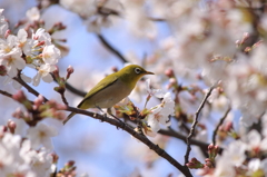 めじろ