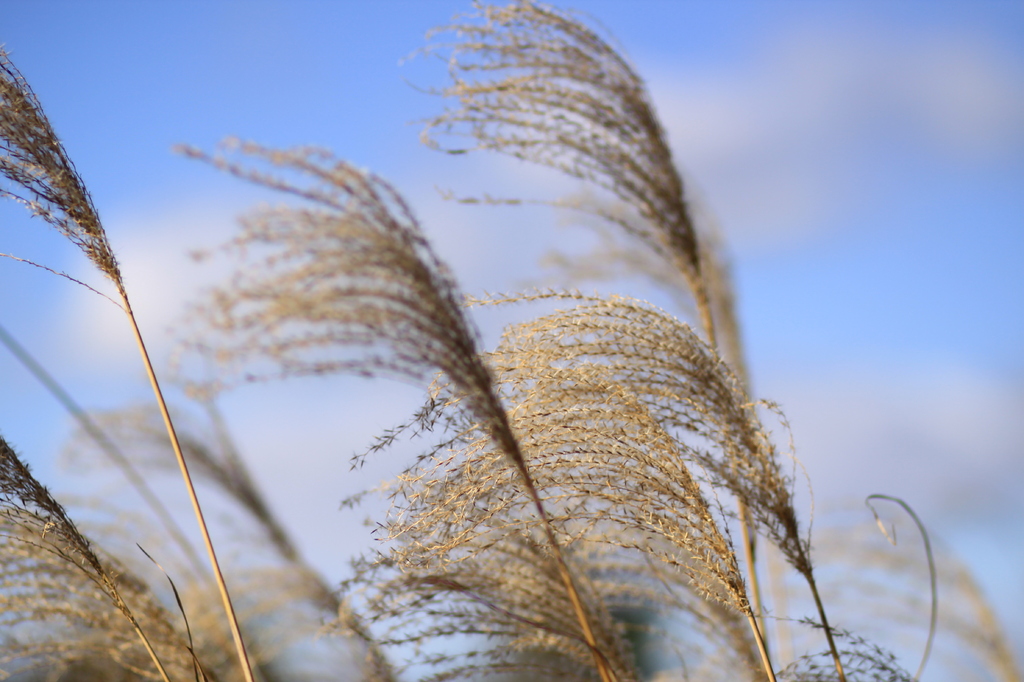 ススキ3