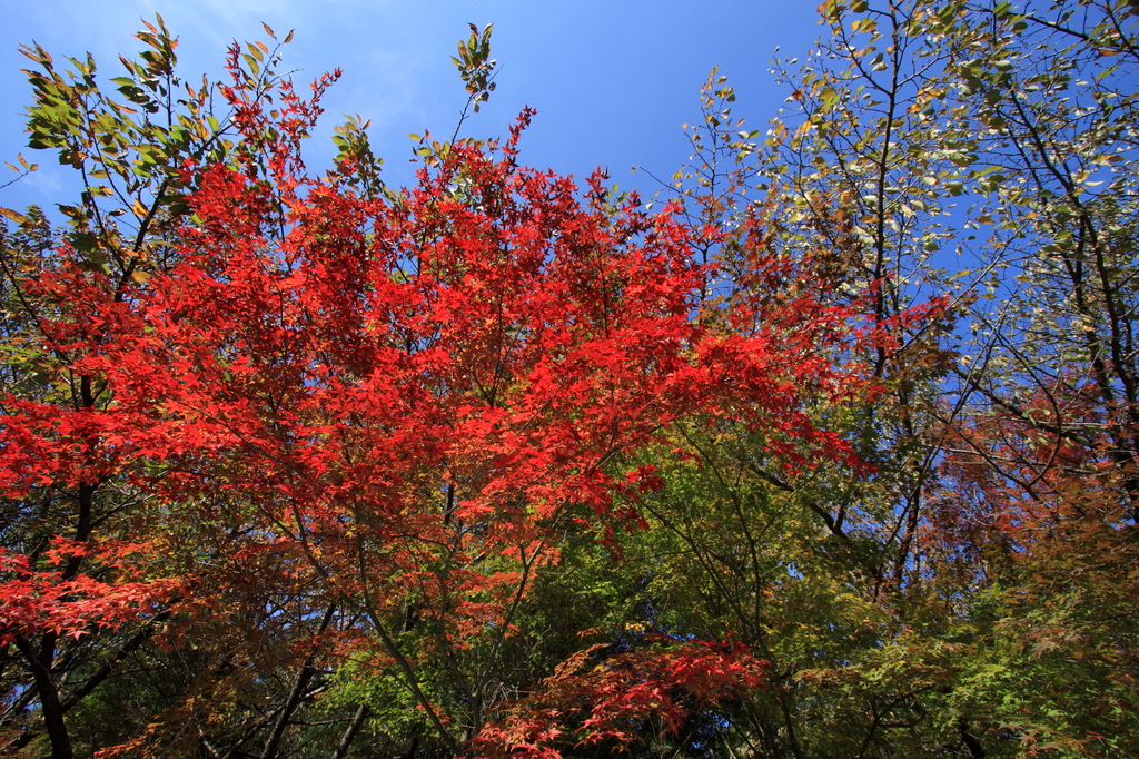 紅葉
