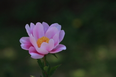 20100516-0008