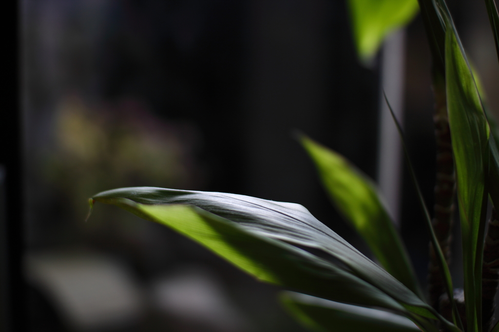 温泉の観葉植物