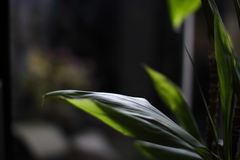 温泉の観葉植物