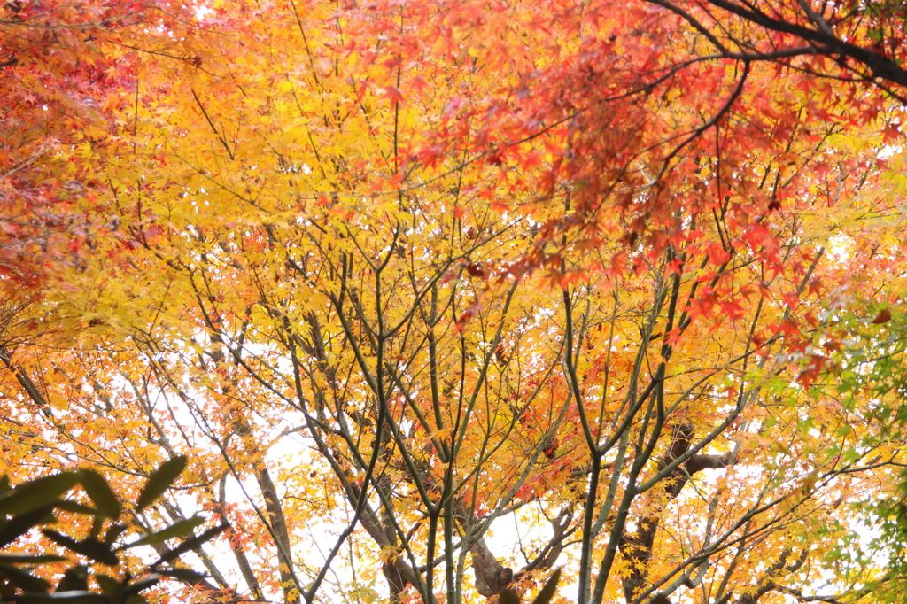 紅葉