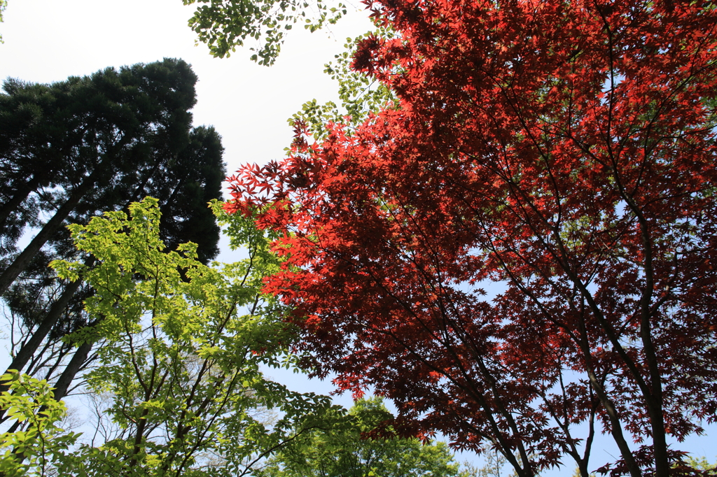 20100504-0040