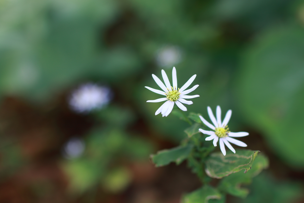 2019102209a