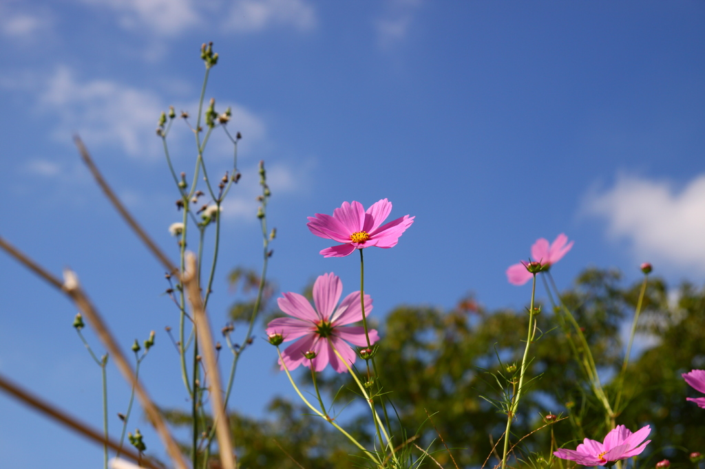 コスモス