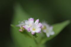 ちいさな花　白