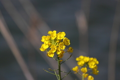 菜の花