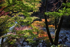 紅葉