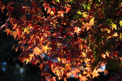091103-0052