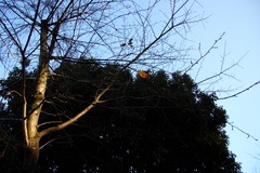 091103-0042