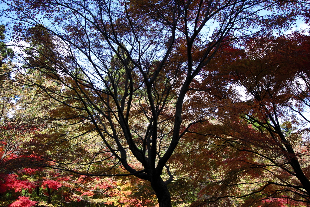 紅葉
