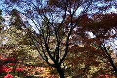 紅葉