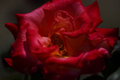 0905060006