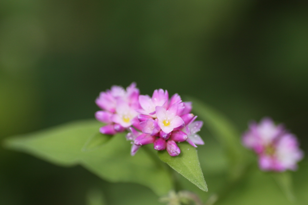 ちいさな花　赤