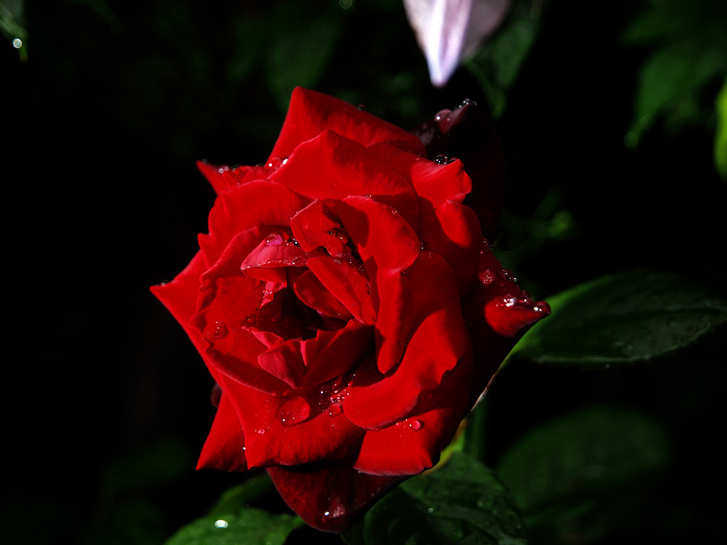 雨月の薔薇