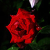 雨月の薔薇
