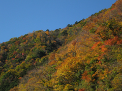 面河渓 紅葉