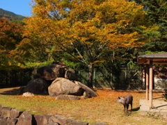 安佐動物公園（カモシカ