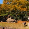 安佐動物公園（カモシカ