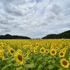 向日葵畑（道の駅ましこ