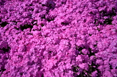 春の続き（芝桜