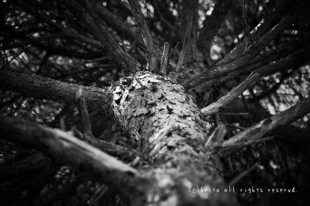 見上げて見た！