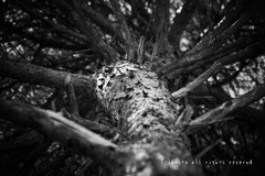 見上げて見た！