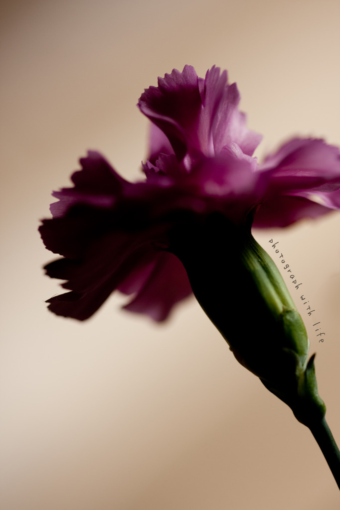 The world of macro　NO.13