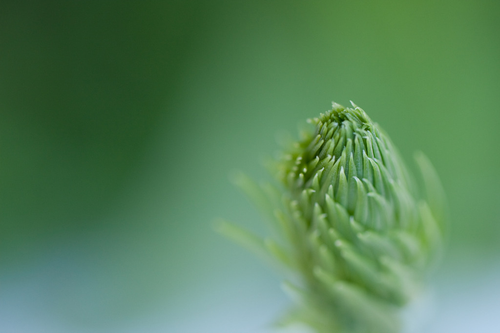 The world of macro NO.15