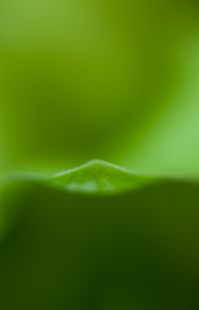 The world of macro　NO.1
