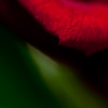 The world of macro　NO.11