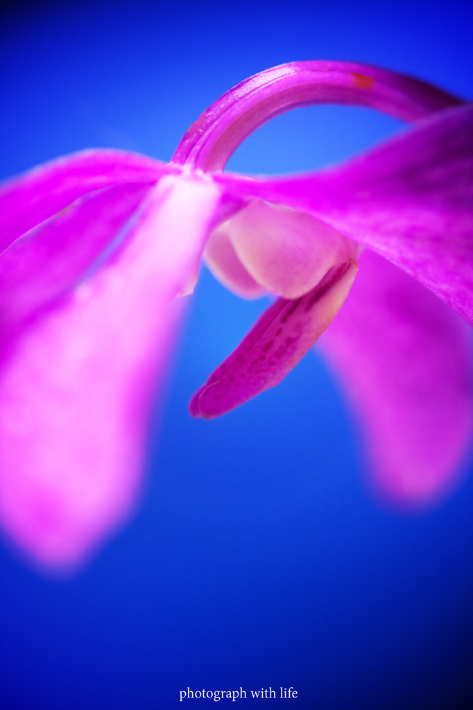 The world of macro NO.18