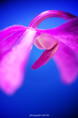 The world of macro NO.18