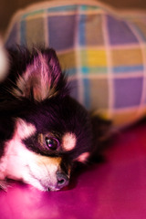 ヒンヤリ気持ちいい♪