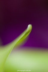 The world of macro NO.16