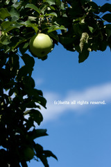 IMG_3344のコピー