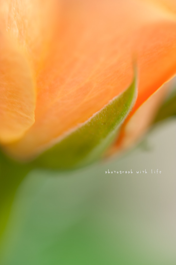 The world of macro NO.17