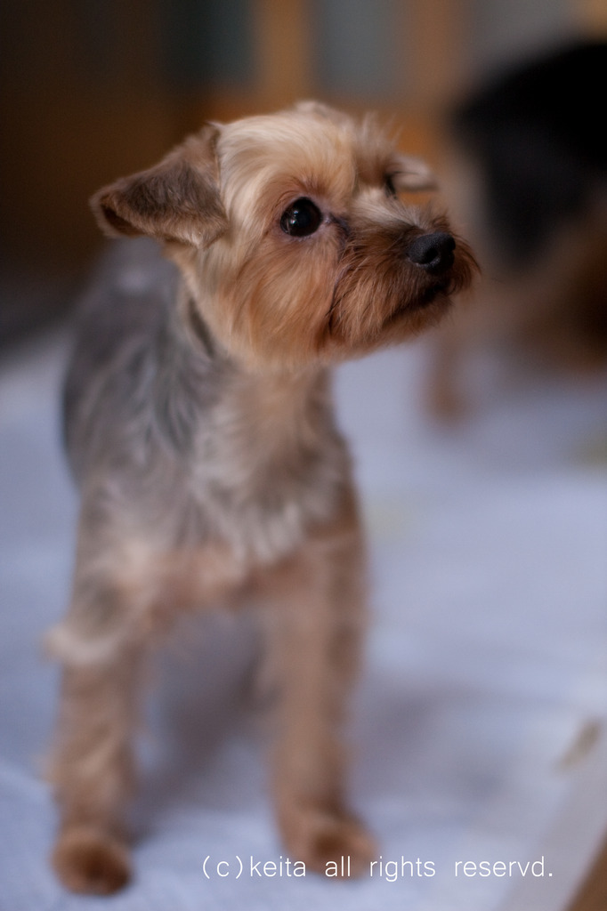 最愛なる・・・