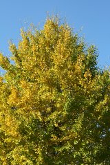奈良公園　紅葉2009　①