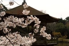 桜～浮御堂～